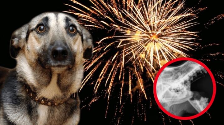 Niño tortura a perrita poniéndole un cohete encendido en el hocico; piden ayuda para su tratamiento