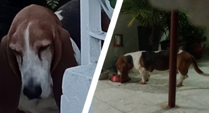 ¡Ayúdanos a encontrar a Yorcho!, el perrito del Padre Rogelio Lozano Alcorta