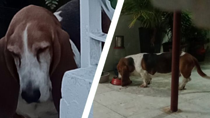 ¡Ayúdanos a encontrar a Yorcho!, el perrito del Padre Rogelio Lozano Alcorta