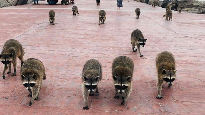 Van por mapaches de playas de Tampico; buscan capturar a todos y reubicarlos