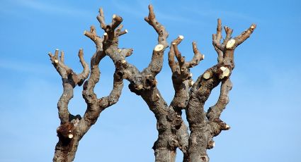 Estos árboles no soportan las bajas temperaturas; checa esta lista antes de plantar alguno