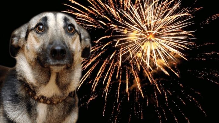 Desaparecen perros por pirotecnia en Nuevo Laredo