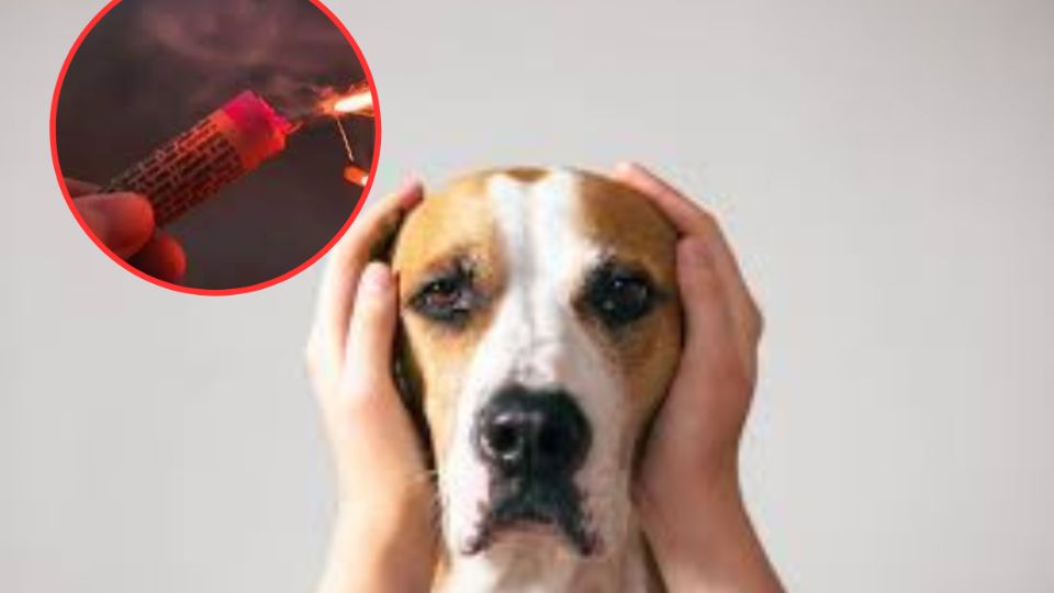 El uso de pirotecnia es nocivo para los perros