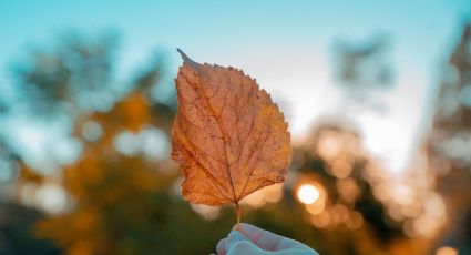 Clima en Texas: se retrasa helada, aumentará temperatura esta semana