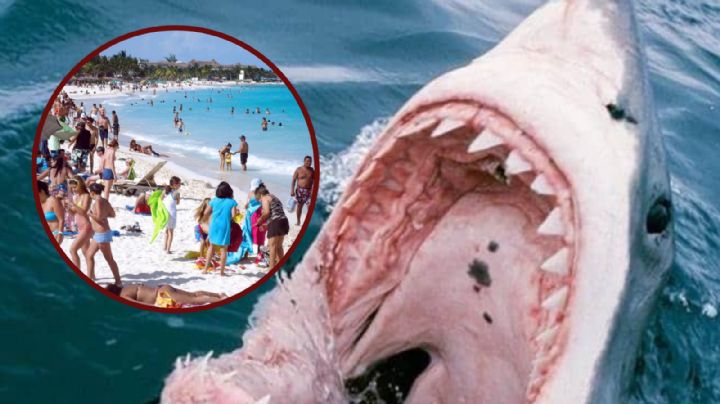 Esta es la razón por la que los tiburones atacan a los turistas en la playa | Video