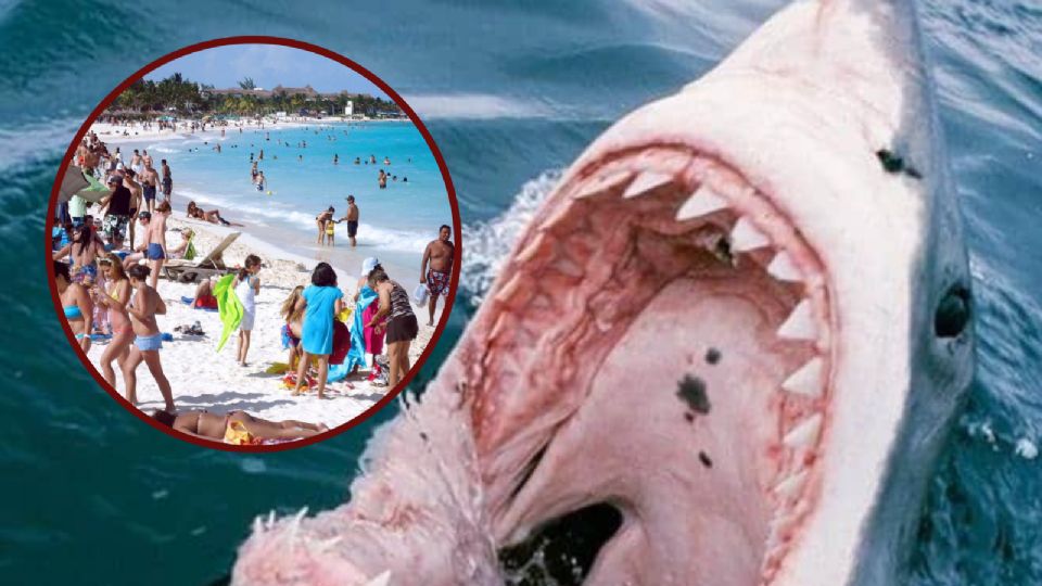 Esta es la razón porque los tiburones atacan a los turistas en las playas