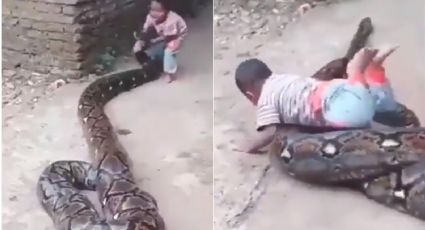 Niño juega con enorme serpiente pitón sin ningún temor | VIDEO