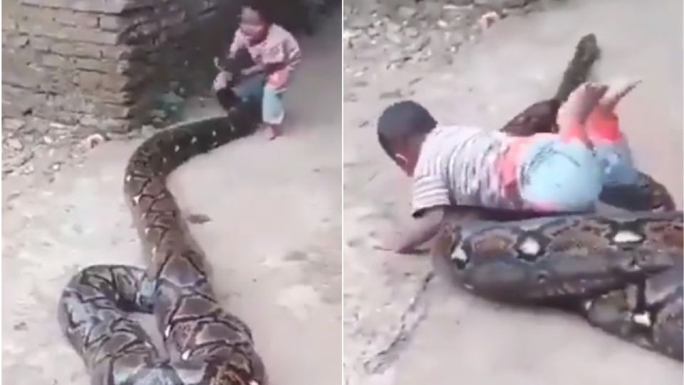 ¿Valentía o irresponsabilidad de los papás? Captan a niño jugando con serpiente pitón