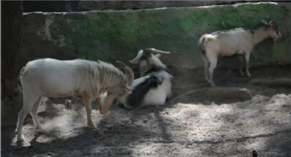 Sacrifican cabras del zoológico de Guerrero y las hacen barbacoa para cena de Año Nuevo