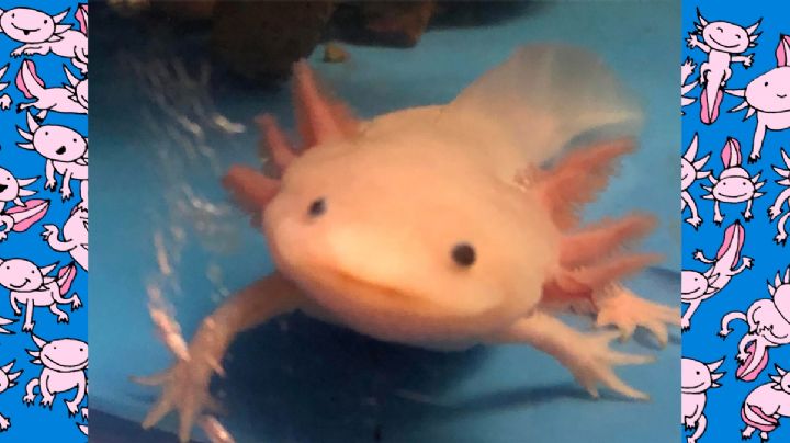 ¿Ya conoces a los ajolotes del Acuario de Nuevo Laredo?; visítalos hoy en su día nacional