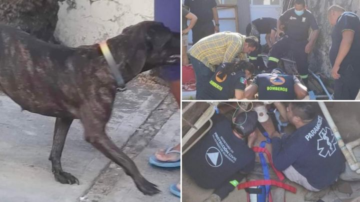 Perrita "Carey" salva la vida a abuelito atrapado en cisterna en Acapulco