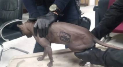 Rescatan a gato "egipcio" de Cereso 3 de Ciudad Juárez; lo tatuaron los reos | FOTOS