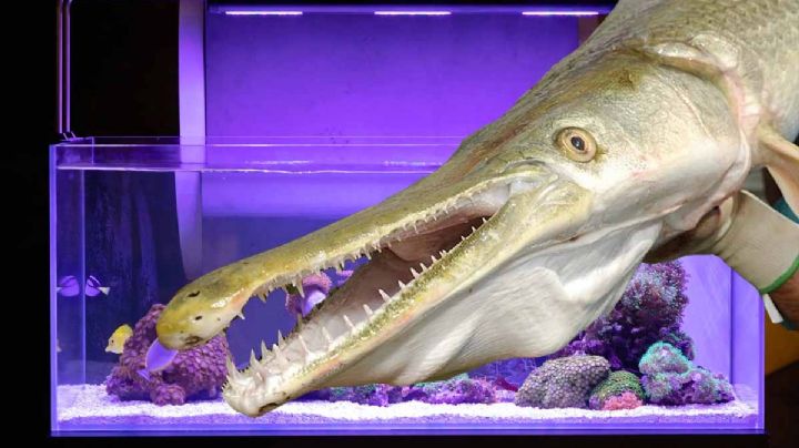 ¿El catán se puede criar en un acuario doméstico o pecera? | FOTO