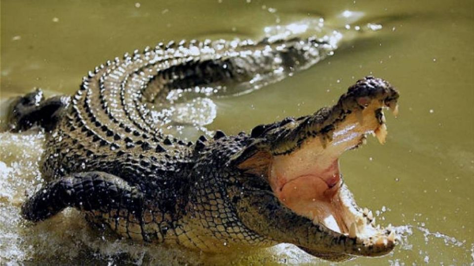 El cocodrilo sacudió a la mascota ante la vista de los paseantes.