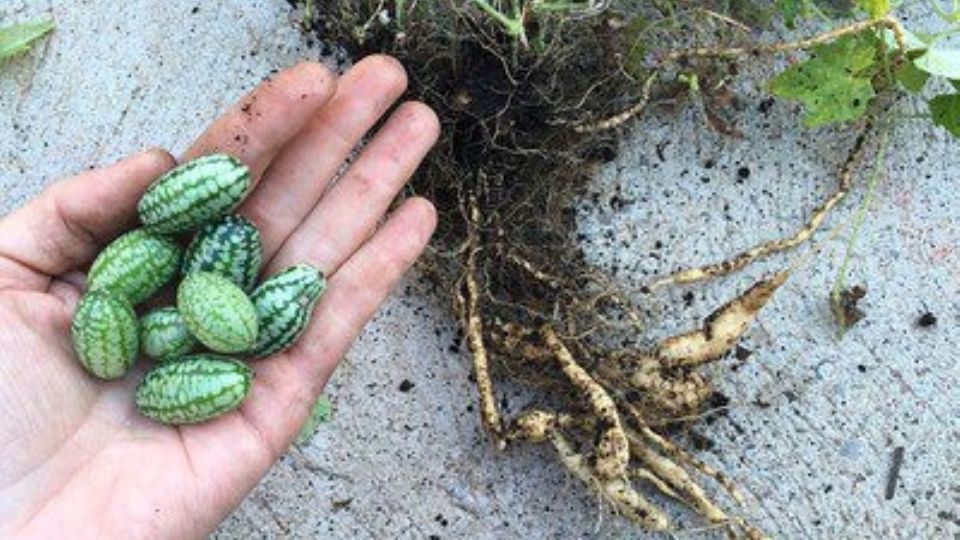 Una pequeña fruta  muy mexicana