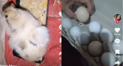 Pollito a punto de nacer, sorprende a familia antes del desayuno | VIDEO