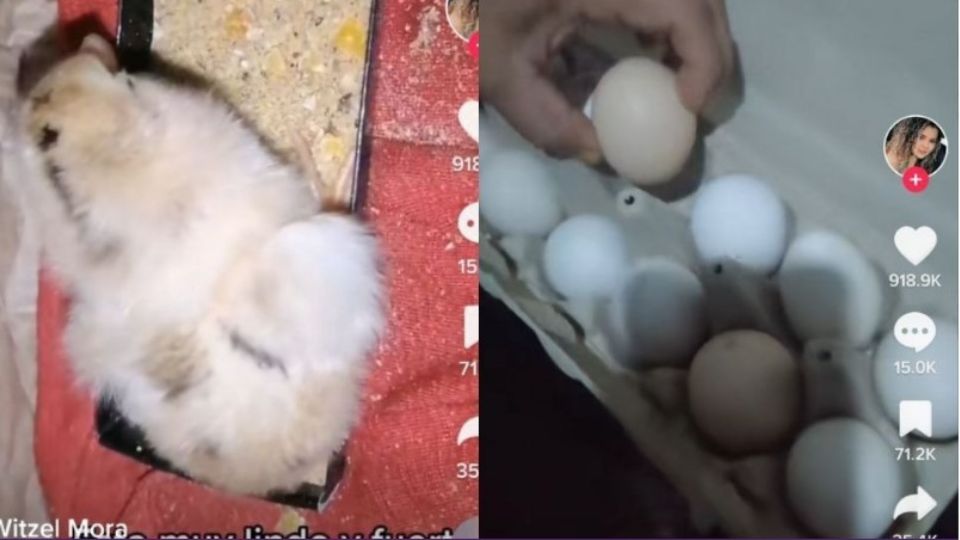 La tapa de huevos tenía un pollito a punto de nacer