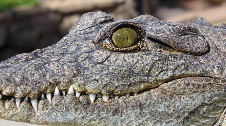 Domador de cocodrilos se distrae y le dan una mordidita | VIDEO