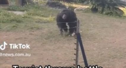 Chimpancé enojado devuelve botellazo a una turista y la lastima | VIDEO