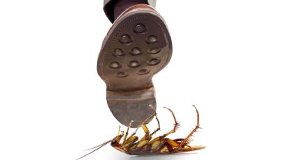 Si ves una cucaracha no la aplastes ni la pises, te decimos por qué