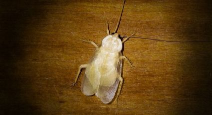 Cucaracha blanca o albina, si la hallas deberás actuar rápido | FOTO