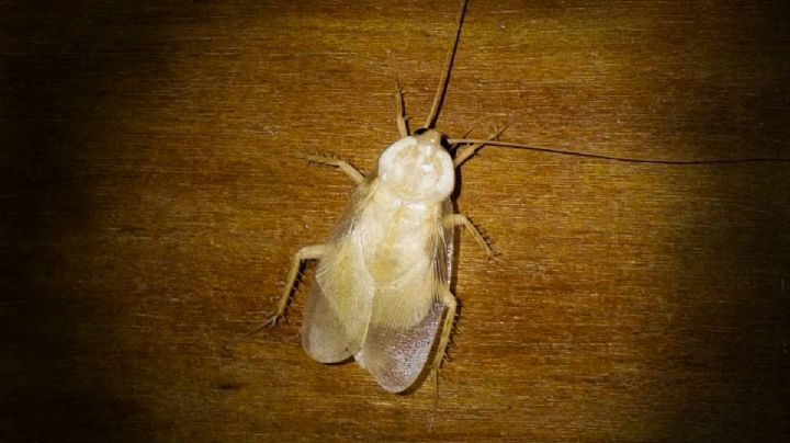 Cucaracha blanca o albina, si la hallas deberás actuar rápido | FOTO
