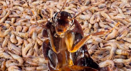 ¿Las cucarachas y los camarones son lo mismo?; aquí te decimos