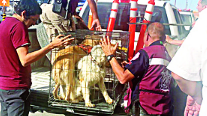 Rescata Comusa a perros en pésimo estado; serán puestos en adopción