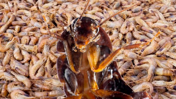 ¿Las cucarachas y los camarones son lo mismo?; aquí te decimos