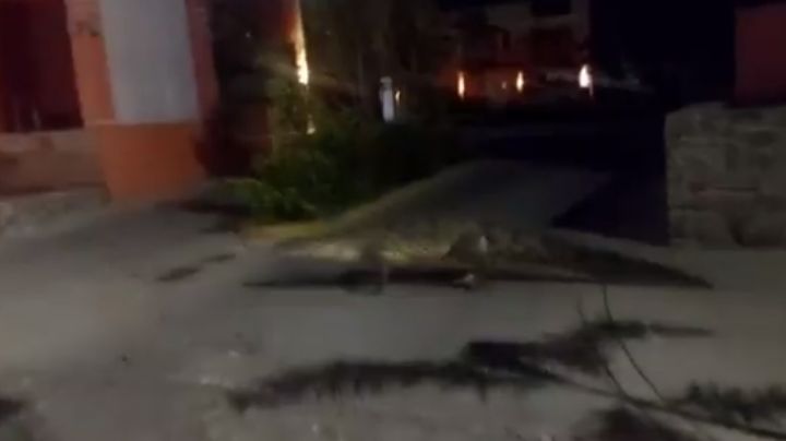 Captan a enorme cocodrilo paseando por las calles de Manzanillo | VIDEO