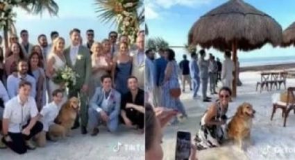 Invitan a perrito a una boda en la Isla Holbox, Quintana Roo, pero al dueño lo desairan | VIDEO