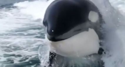 Captan el nado alegre de dos orcas jugando en aguas de Sonora | VIDEO