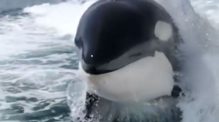 Captan el nado alegre de dos orcas jugando en aguas de Sonora | VIDEO