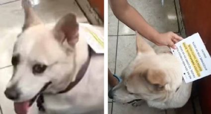 Ponen letrero a perrita que 'finge ser de la calle' para que no le den comida | VIDEO