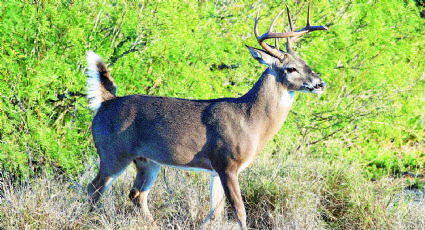 Repunta cacería de venado; deja derrama económica en Nuevo Laredo