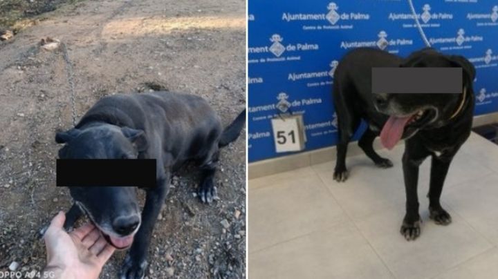 Policías rescatan a perrito que estuvo encadenado durante 10 años