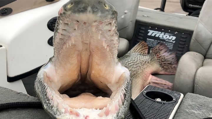 Capturan enorme catán en Alabama: rompen récord de peso