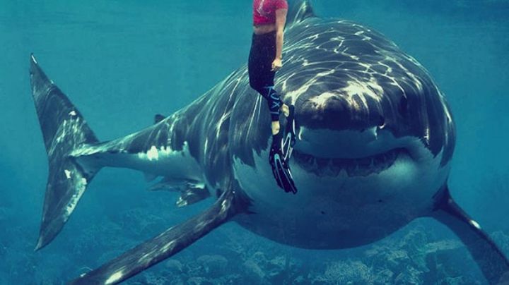 Tiburón ataca y mata a joven en playas de Jalisco