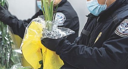 Restringen cruce de flores  a Estados Unidos; te decimos cuáles están prohibidas cruzar