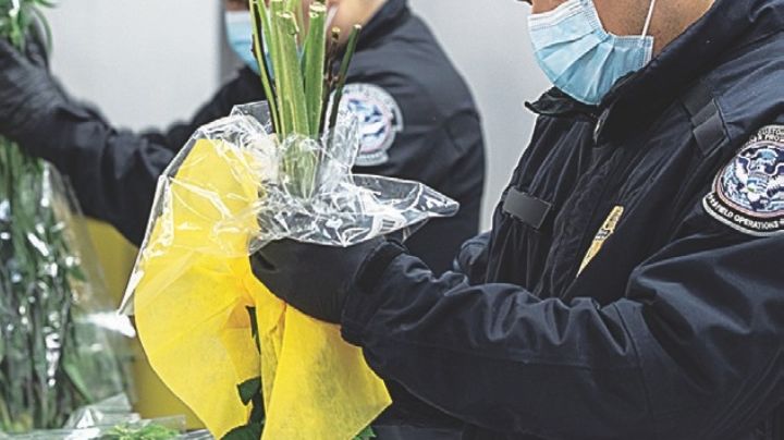 Restringen cruce de flores  a Estados Unidos; te decimos cuáles están prohibidas cruzar