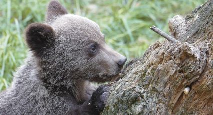 Rescatan a oso herido en rancho de Nuevo León; estaba amarrado