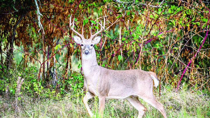 Cacería del venado cola blanca dejará mejores ingresos que el 2022