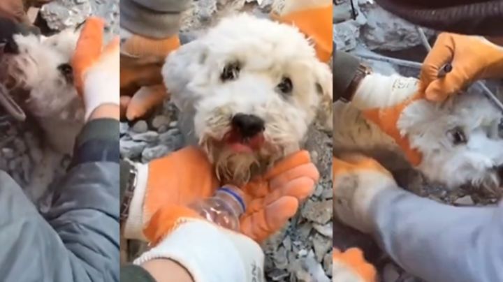 Rescatan a un perrito de entre los escombros de edificio en Turquía | VIDEO