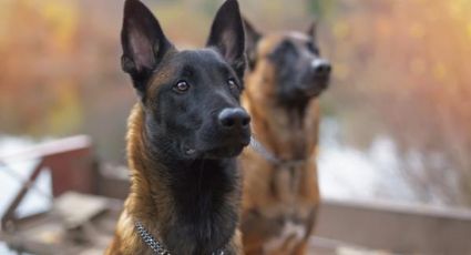 Perros mutilan y matan a albañil; hacía  trabajos para dueño de los canes