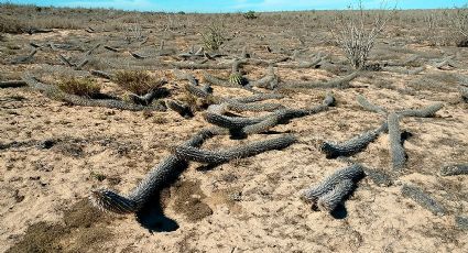 La chirinola, el increíble cactus mexicano que camina y se mueve solo | VIDEO