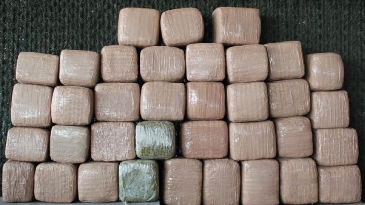 Perro K9 detecta casi media tonelada de libras de marihuana en el Puente 3