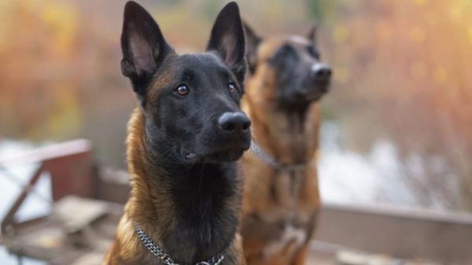 Tres Maliois belgas y un Cane Corso atacaron al hombre.