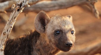 Iban a adoptar un perro, pero el animal comenzó a reírse | FOTO