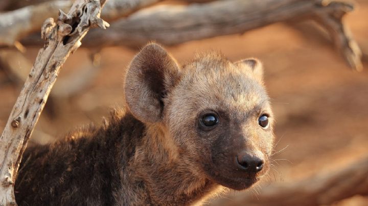 Iban a adoptar un perro, pero el animal comenzó a reírse | FOTO