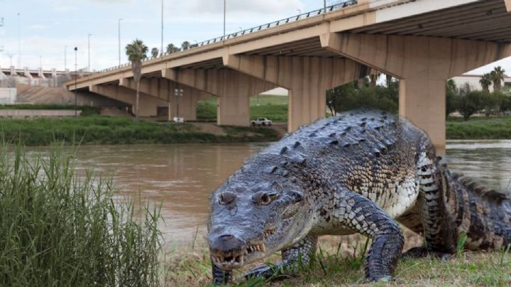 "Fortunato", el cocodrilo del Río Bravo que cambió la historia de Nuevo Laredo